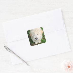 Goldendoodle Puppy Looking At Camera Square Sticker