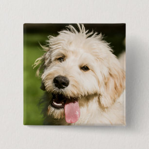 Goldendoodle Puppy Panting 15 Cm Square Badge