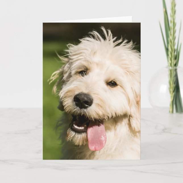 Goldendoodle Puppy Panting Card (Front)