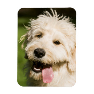 Goldendoodle Puppy Panting Magnet