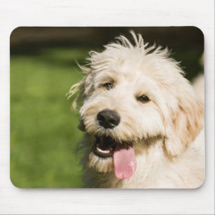 Goldendoodle Puppy Panting Mouse Mat