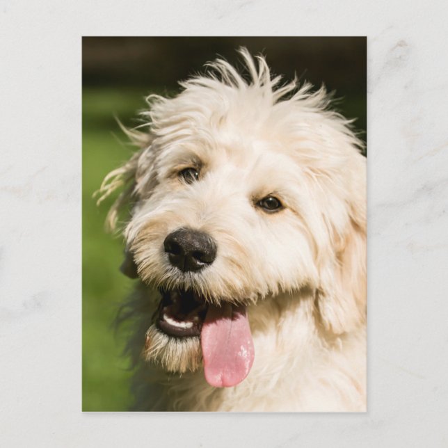 Goldendoodle Puppy Panting Postcard (Front)