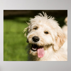 Goldendoodle Puppy Panting Poster