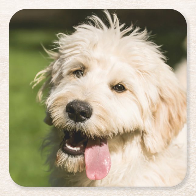 Goldendoodle Puppy Panting Square Paper Coaster (Front)