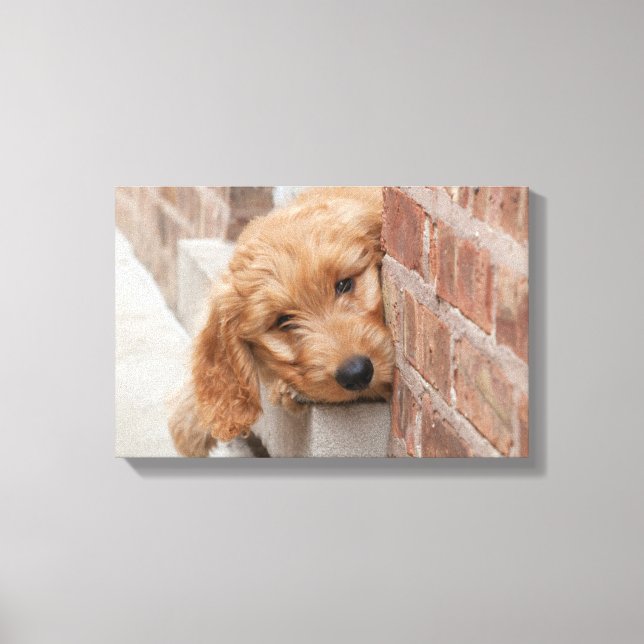 Goldendoodle Puppy Peeking Canvas Print (Front)