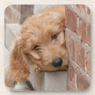 Goldendoodle Puppy Peeking Coaster