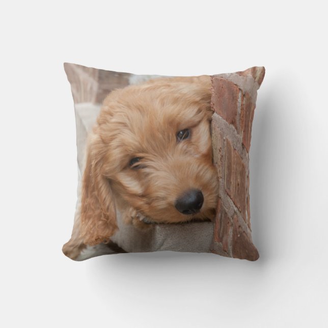 Goldendoodle Puppy Peeking Cushion (Front)