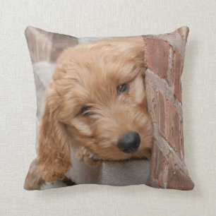 Goldendoodle Puppy Peeking Cushion