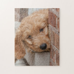 Goldendoodle Puppy Peeking Jigsaw Puzzle
