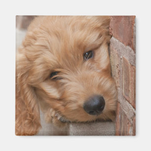 Goldendoodle Puppy Peeking Magnet