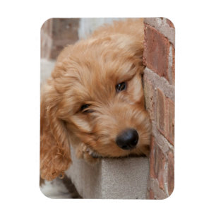 Goldendoodle Puppy Peeking Magnet