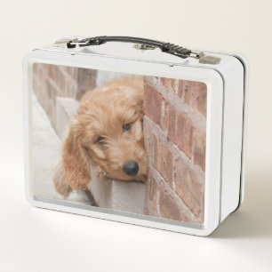 Goldendoodle Puppy Peeking Metal Lunch Box