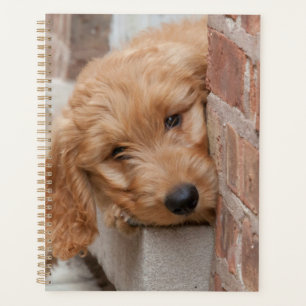 Goldendoodle Puppy Peeking Planner