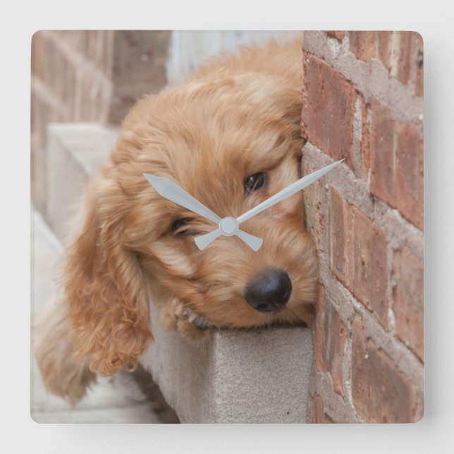 Goldendoodle Puppy Peeking Square Wall Clock (Front)