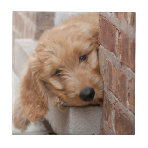 Goldendoodle Puppy Peeking Tile