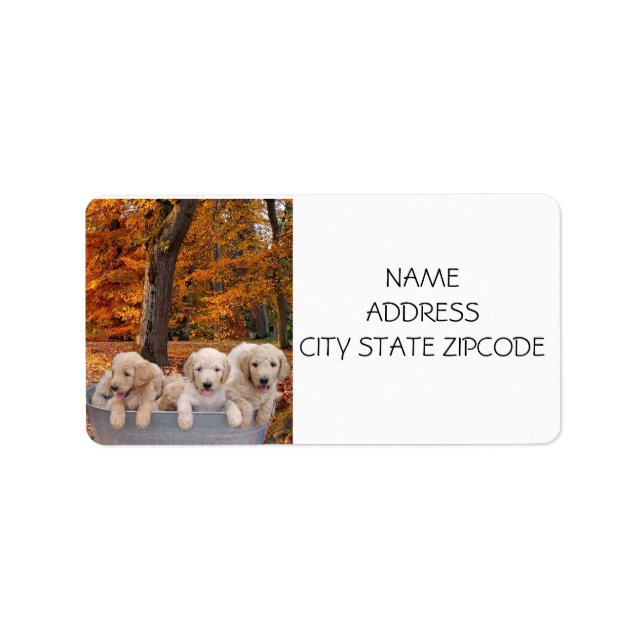 GOLDENDOODLE PUPPY RETURN LABELS (Front)