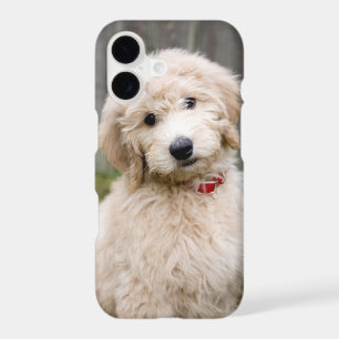 Goldendoodle Puppy Sits In Grass