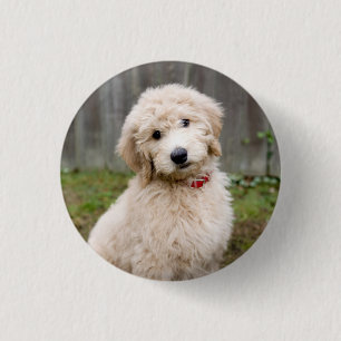 Goldendoodle Puppy Sits In Grass 3 Cm Round Badge