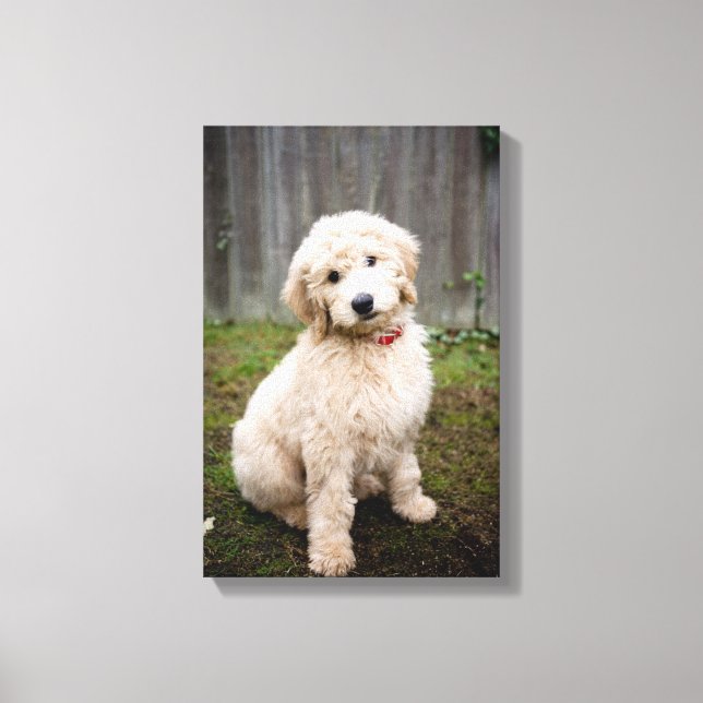 Goldendoodle Puppy Sits In Grass Canvas Print (Front)