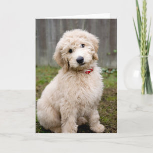 Goldendoodle Puppy Sits In Grass Card
