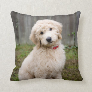 Goldendoodle Puppy Sits In Grass Cushion