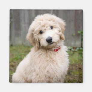 Goldendoodle Puppy Sits In Grass Magnet