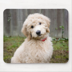 Goldendoodle Puppy Sits In Grass Mouse Mat