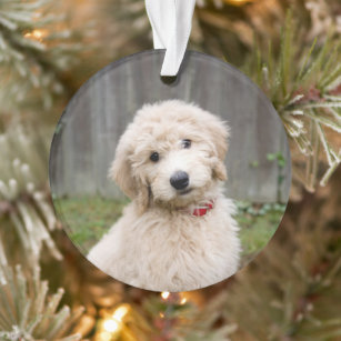 Mini goldendoodle christmas on sale ornament