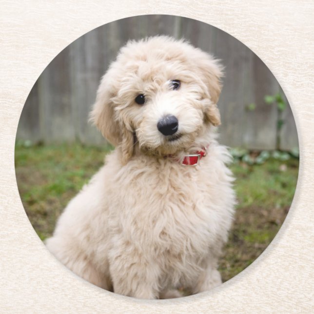 Goldendoodle Puppy Sits In Grass Round Paper Coaster (Front)