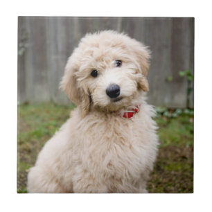 Goldendoodle Puppy Sits In Grass Tile