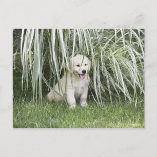 Goldendoodle puppy sitting under tall grasses postcard