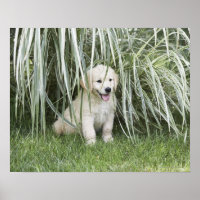 Goldendoodle puppy sitting under tall grasses