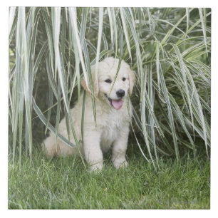 Goldendoodle puppy sitting under tall grasses tile