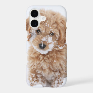 Goldendoodle Puppy With Snow On Face