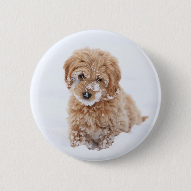 Goldendoodle Puppy With Snow On Face 6 Cm Round Badge (Front)