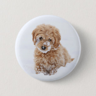 Goldendoodle Puppy With Snow On Face 6 Cm Round Badge
