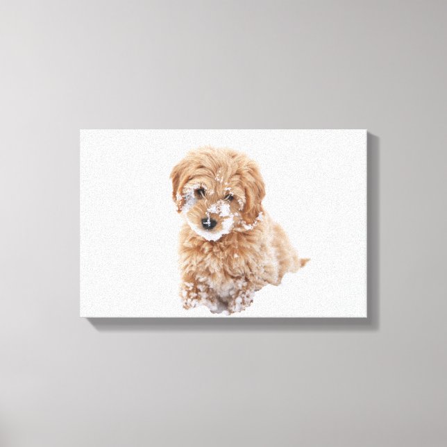 Goldendoodle Puppy With Snow On Face Canvas Print (Front)