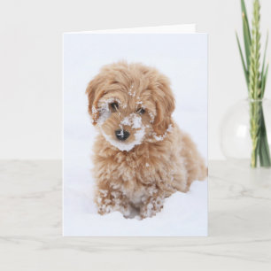 Goldendoodle Puppy With Snow On Face Card