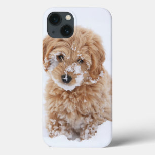 Goldendoodle Puppy With Snow On Face iPhone 13 Case