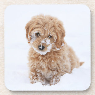 Goldendoodle Puppy With Snow On Face Coaster