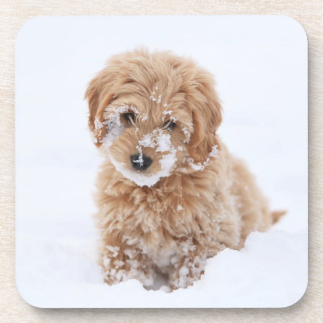 Goldendoodle Puppy With Snow On Face Coaster (Front)