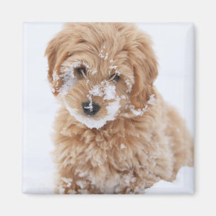 Goldendoodle Puppy With Snow On Face Magnet