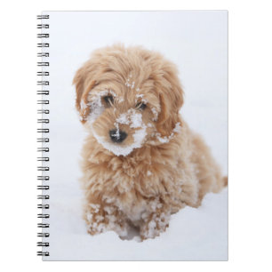 Goldendoodle Puppy With Snow On Face Notebook