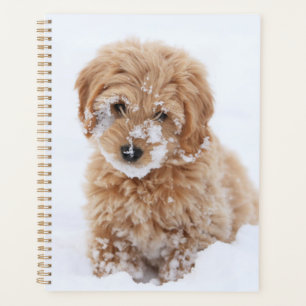 Goldendoodle Puppy With Snow On Face Planner
