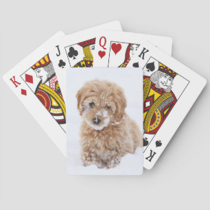 Goldendoodle Puppy With Snow On Face Playing Cards