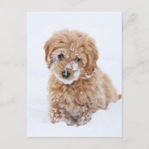 Goldendoodle Puppy With Snow On Face Postcard