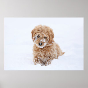 Goldendoodle Puppy With Snow On Face Poster