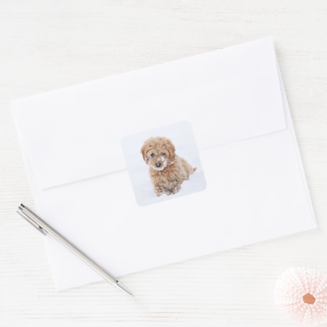 Goldendoodle Puppy With Snow On Face Square Sticker (Envelope)