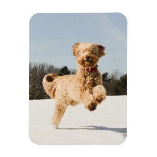 Goldendoodle Running Through Field Magnet