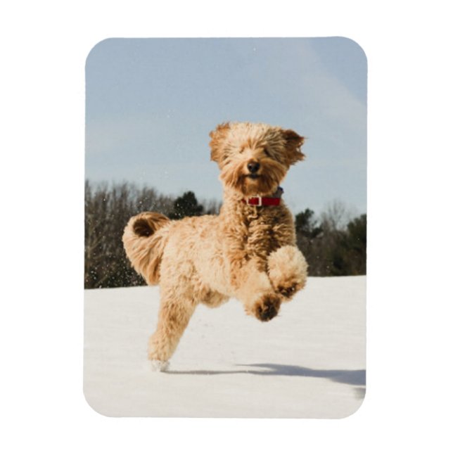 Goldendoodle Running Through Field Magnet (Vertical)